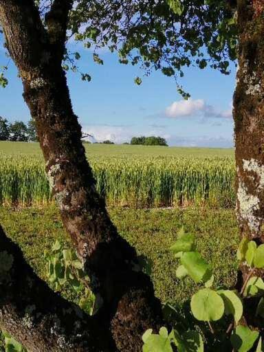 Вілла Les Cypres De Crose I Badefols-sur-Dordogne Екстер'єр фото